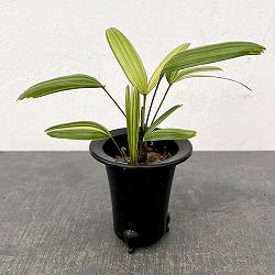 カンノンチク：綾錦(あやにしき)　3号鉢植え