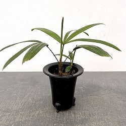 カンノンチク：達磨（だるま）3号鉢植え