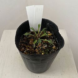 松村ナーセリーさんのクリスマスローズ（種間交雑）：26-137フェチダス×アーグチフォリウス3.5号ロングポット【現品販売】