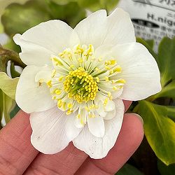 松村ナーセリーさんのクリスマスローズ：26-103ニゲル　セミダブル／3.5号ポット【現品販売】