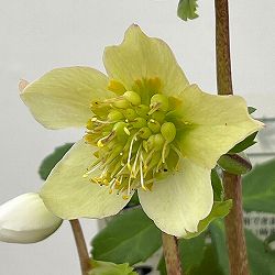 松村ナーセリーさんのクリスマスローズ：26-105ニゲル　乙女／3.5号ポット【現品販売】