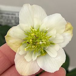 松村ナーセリーさんのクリスマスローズ：26-106ニゲル　乙女／5号ポット【現品販売】