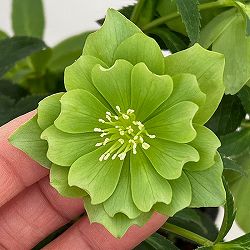 松村ナーセリーさんのクリスマスローズ：26-108デュメトラム（原種交配）／4.5号ポット【現品販売】