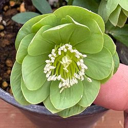 松村ナーセリーさんのクリスマスローズ：26-110デュメトラム（原種交配）／4号ポット【現品販売】