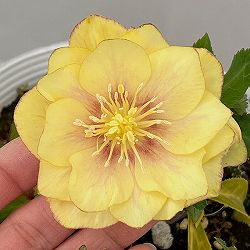 松村ナーセリーさんのクリスマスローズ：26-111ダブル　カラーゴールド／5号ポット【現品販売】