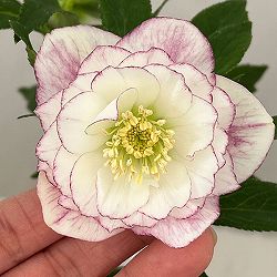 松村ナーセリーさんのクリスマスローズ：26-113ダブル／4号ポット【現品販売】