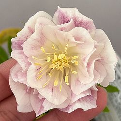 松村ナーセリーさんのクリスマスローズ：26-114ダブル　カラーゴールド／4号ポット【現品販売】