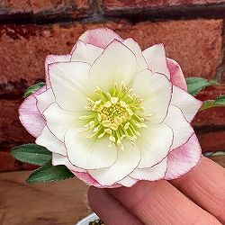 松村ナーセリーさんのクリスマスローズ：26-115ダブル　カラーゴールド／4号ポット【現品販売】