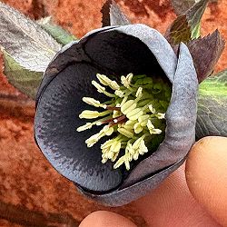 松村ナーセリーさんのクリスマスローズ：26-117灰ブロッチ／4号ポット【現品販売】