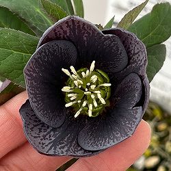 松村ナーセリーさんのクリスマスローズ：26-118灰ブロッチ／4号ポット【現品販売】