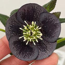 松村ナーセリーさんのクリスマスローズ：26-119灰ブロッチ／4号ポット【現品販売】