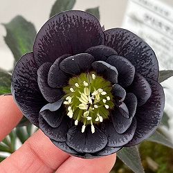 松村ナーセリーさんのクリスマスローズ：26-121ダブル灰ブロッチ／4号ポット【現品販売】