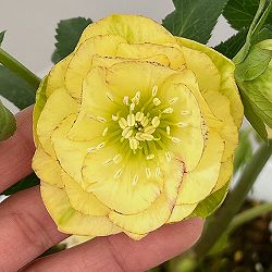 松村ナーセリーさんのクリスマスローズ：26-122ダブル　イエロー吹きかけ　多花性／5号ポット【現品販売】