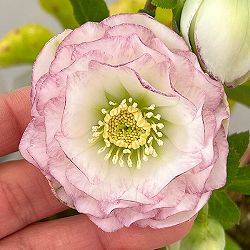 松村ナーセリーさんのクリスマスローズ：26-123ダブル　多弁系糸ピコティ／5号ポット【現品販売】