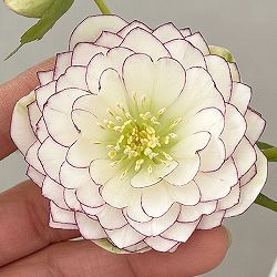 松村ナーセリーさんのクリスマスローズ：26-125ダブル　多弁系糸ピコティ／5号ポット【現品販売】