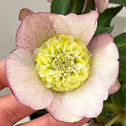 松村ナーセリーさんのクリスマスローズ：26-128セミダブル／5号ポット【現品販売】