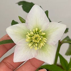 松村ナーセリーさんのクリスマスローズ：26-129シングル　のち紅らず／5号ポット【現品販売】