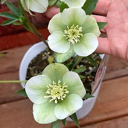 松村ナーセリーさんのクリスマスローズ：26-130シングル　のち紅らず／5号ポット【現品販売】