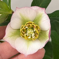 松村ナーセリーさんのクリスマスローズ：26-134セミダブル　のち紅らず／5号ポット【現品販売】