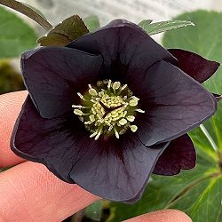 松村ナーセリーさんのクリスマスローズ：26-136シングル　ブラック／3.5号ポット【現品販売】