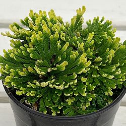 イワヒバ（イワマツ）：唐花3号ポット