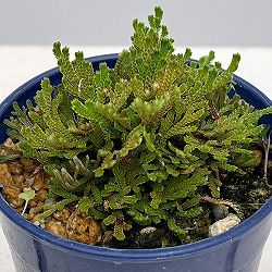 イワヒバ（イワマツ）：白寿3号ポット