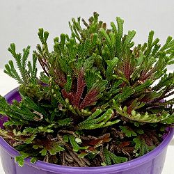 イワヒバ（イワマツ）：紅孔雀3号ポット