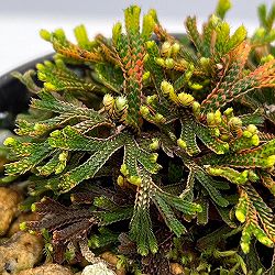 イワヒバ（イワマツ）：九重錦3号ポット