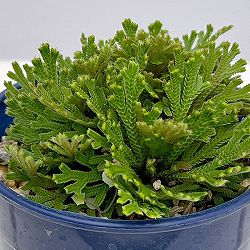 イワヒバ（イワマツ）：黄金錦3号ポット