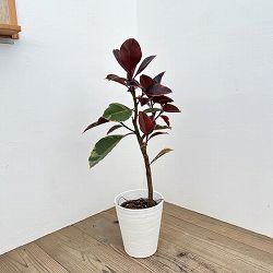 フィカス：エスティカルビー　7号鉢植え*