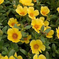 [26年4月上旬予約]ポーチュラカ：ラヴァ　イエロー3.5号ポット