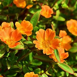 [26年4月上旬予約]ポーチュラカ：ラヴァ　オレンジ3.5号ポット