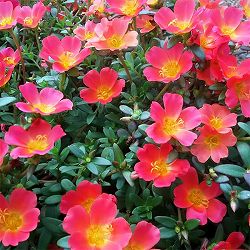 [26年4月上旬予約]ポーチュラカ：ラヴァ　ローズライラック3.5号ポット