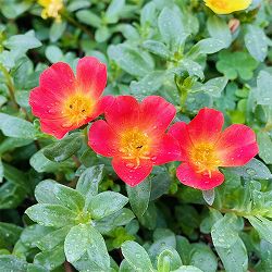 [26年4月上旬予約]ポーチュラカ：ラヴァ　レッド3.5号ポット