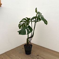 モンステラ：根上がり　6号ポット26-01