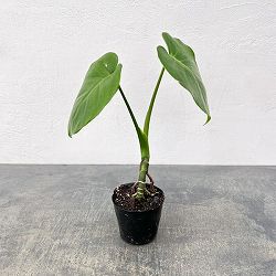 モンステラ：実生根上がり仕立て　3号ポット