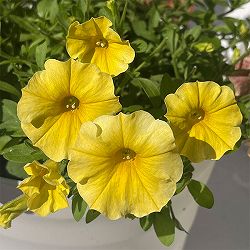 ペトコア（ペチュニアとカリブラコアの交配種）：カリバースト イエロー3.5号ポット