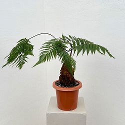 タカワラビ：キンモウコウ　セレクト　6号鉢植え