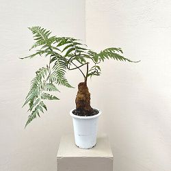 タカワラビ：キンモウコウ　セレクト　5号鉢植え
