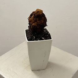 タカワラビ：キンモウコウ　セレクト　3号鉢植え