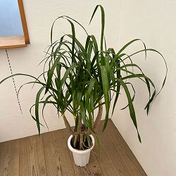 ドラセナ：パラオ　7号鉢植え26-01