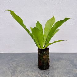 アスプレニウム：オオタニワタリ　ヘゴ鉢仕立て　4号