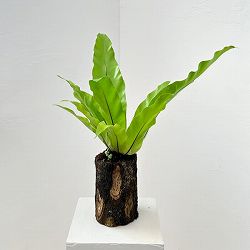 アスプレニウム：オオタニワタリ　ヘゴ鉢仕立て　6号