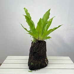 アスプレニウム：オオタニワタリ　ヘゴ鉢仕立て　26-01（8号程度のサイズ）