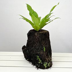 アスプレニウム：オオタニワタリ　ヘゴ鉢仕立て　26-02（8号程度のサイズ）