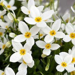 ヒナソウ(雛草・ときわなずな）：ホワイト3号ポット