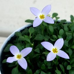 ヒナソウ(雛草・ときわなずな）：ニューブルー3号ポット