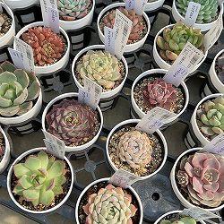 エケベリア：ちょっとレア品種おまかせ　2.5号ポット