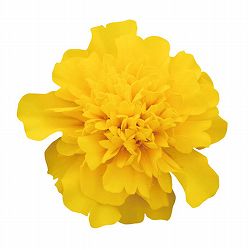 マリーゴールド ：スーパーヒーロー イエロー3号ポット