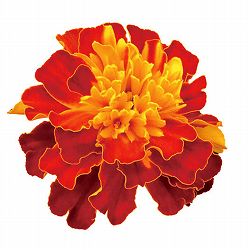 マリーゴールド ：スーパーヒーロー ハーモニー3号ポット